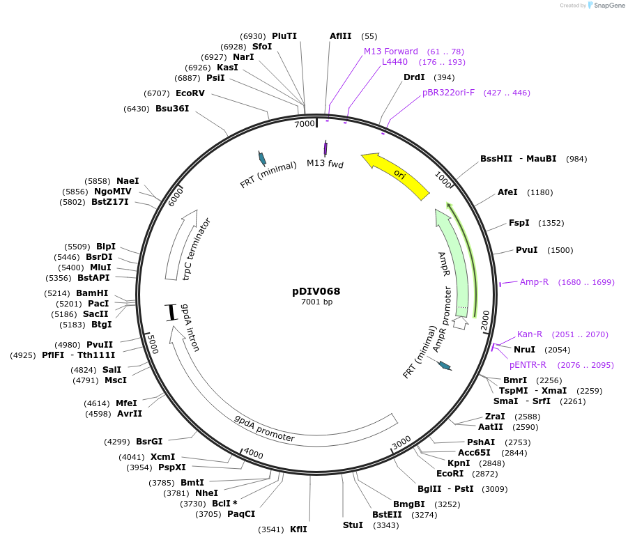247961-plasmid-map-sequence-id-501715