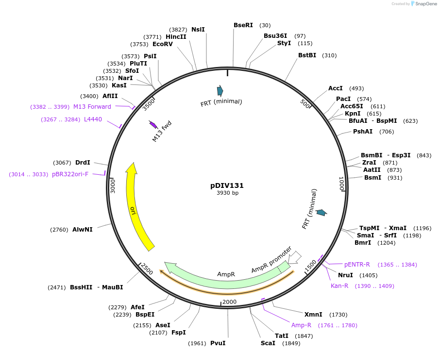 247965-plasmid-map-sequence-id-501719