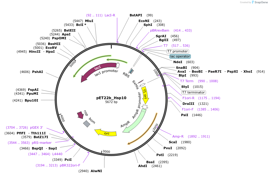 250361-plasmid-map-sequence-id-501720