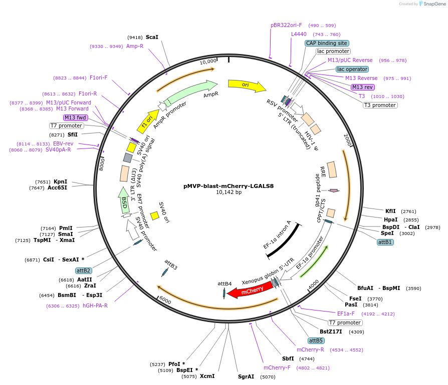 251003-plasmid-map-sequence-id-501750