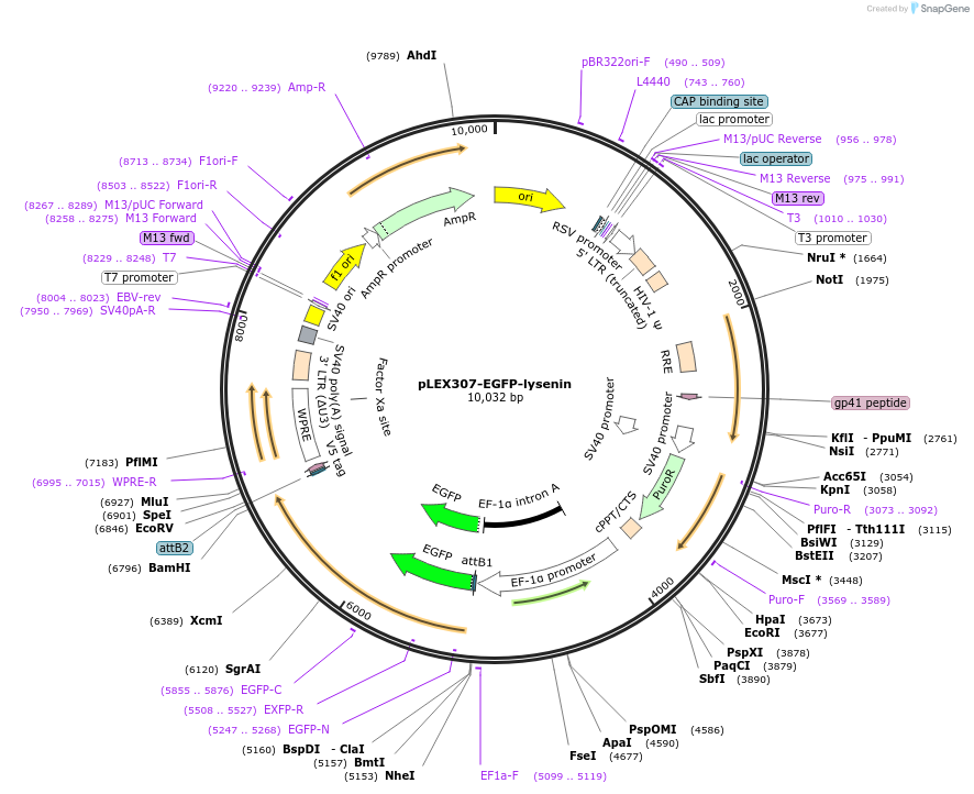 251000-plasmid-map-sequence-id-501751