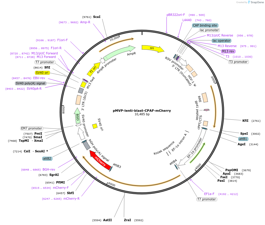 251004-plasmid-map-sequence-id-501752