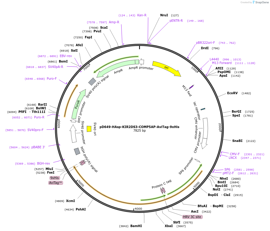 157237-plasmid-map-sequence-id-501761
