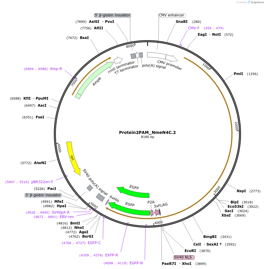 250219-plasmid-map-sequence-id-501762