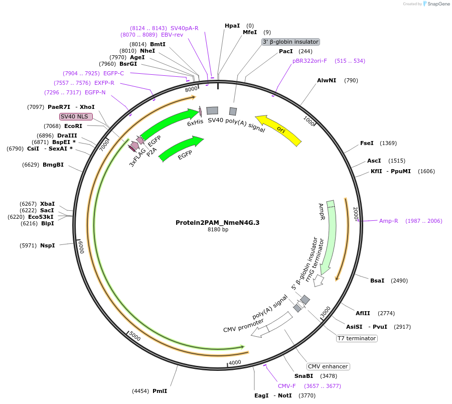 250226-plasmid-map-sequence-id-501764