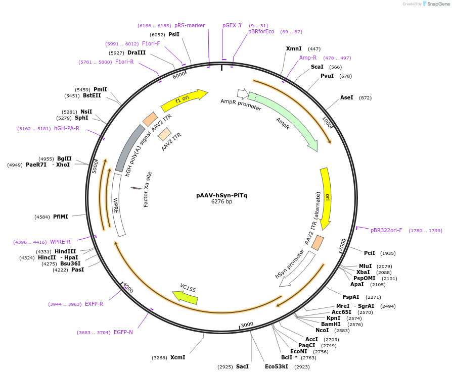 248770-plasmid-map-sequence-id-501765