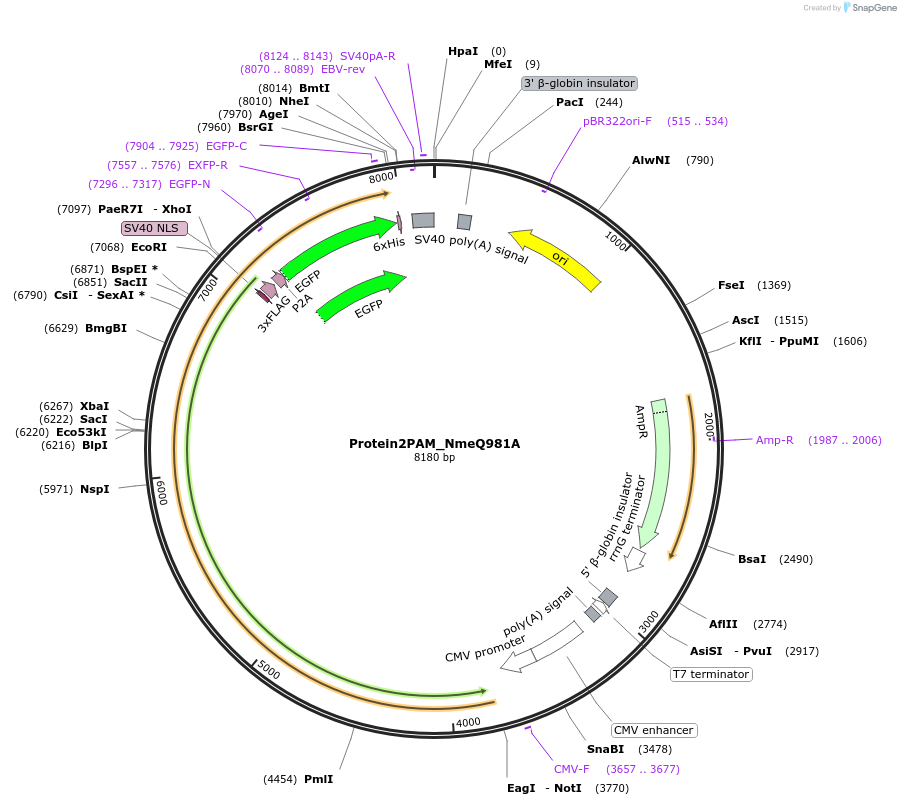250230-plasmid-map-sequence-id-501768