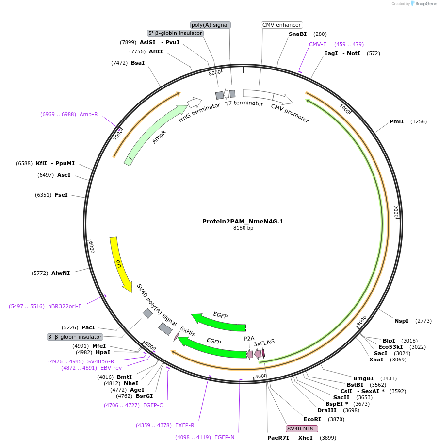 250224-plasmid-map-sequence-id-501770