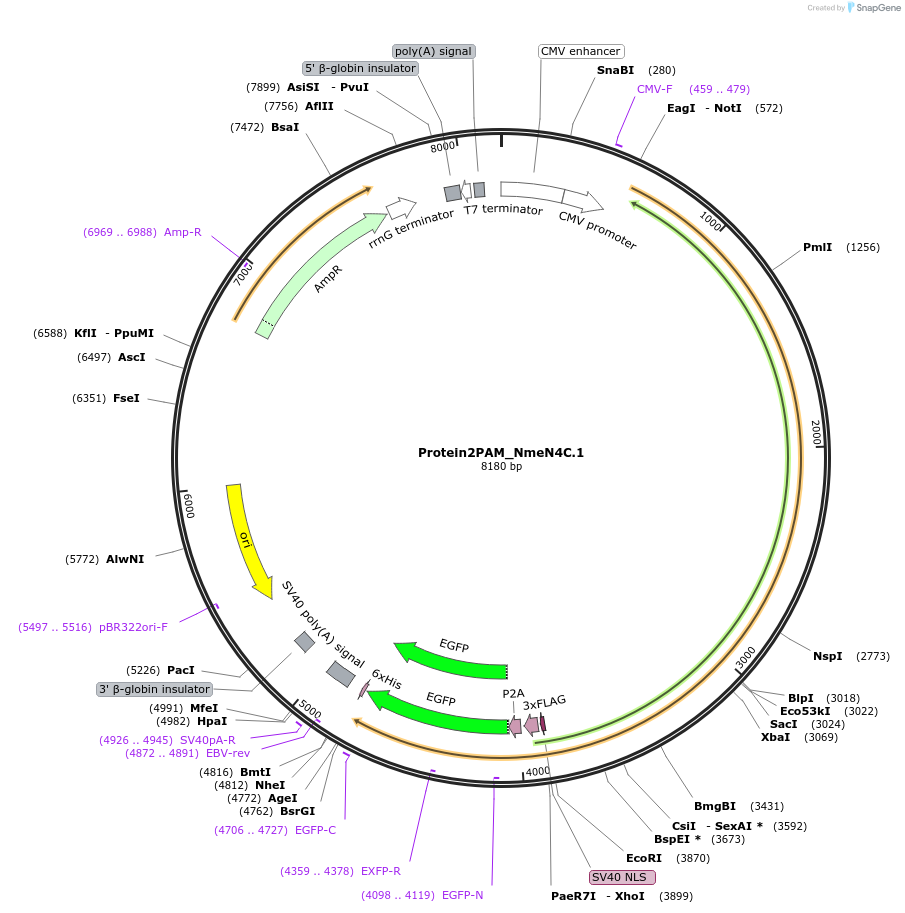 250218-plasmid-map-sequence-id-501771