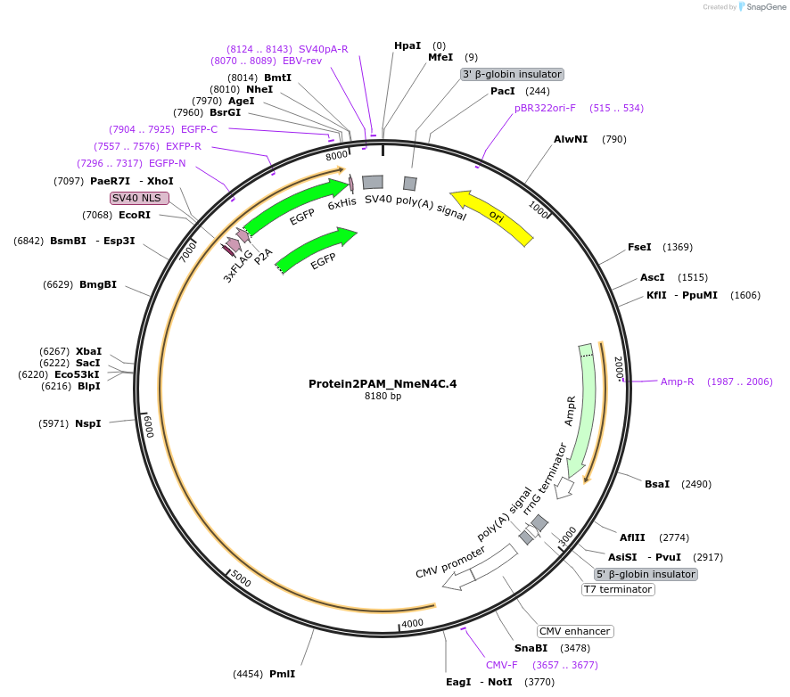 250221-plasmid-map-sequence-id-501773