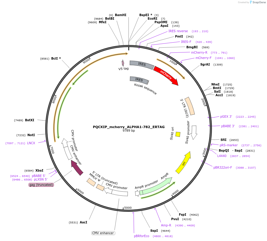 252254-plasmid-map-sequence-id-501775