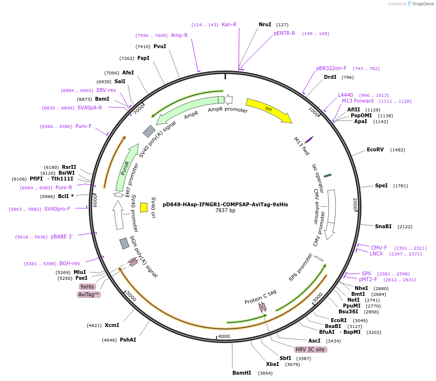 157243-plasmid-map-sequence-id-501780