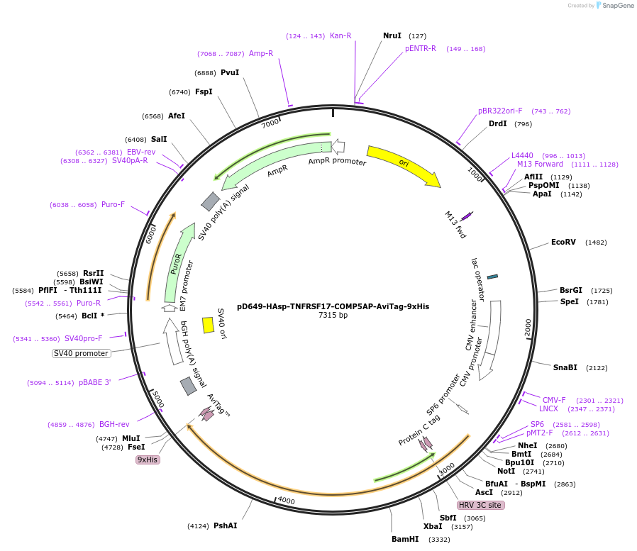 157053-plasmid-map-sequence-id-501781