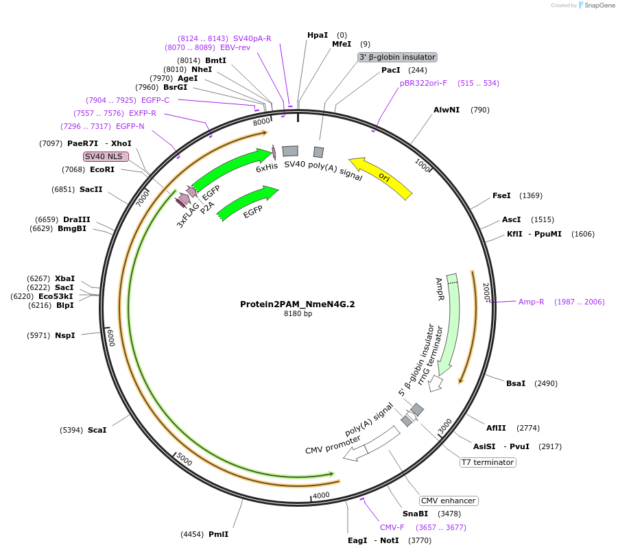 250225-plasmid-map-sequence-id-501785