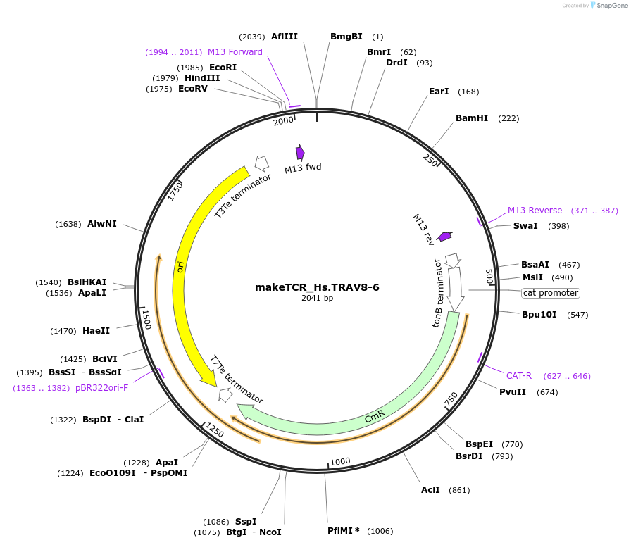 233989-plasmid-map-sequence-id-501815