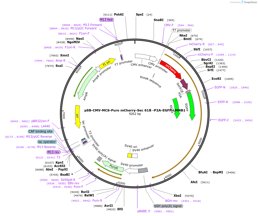 250911-plasmid-map-sequence-id-501821