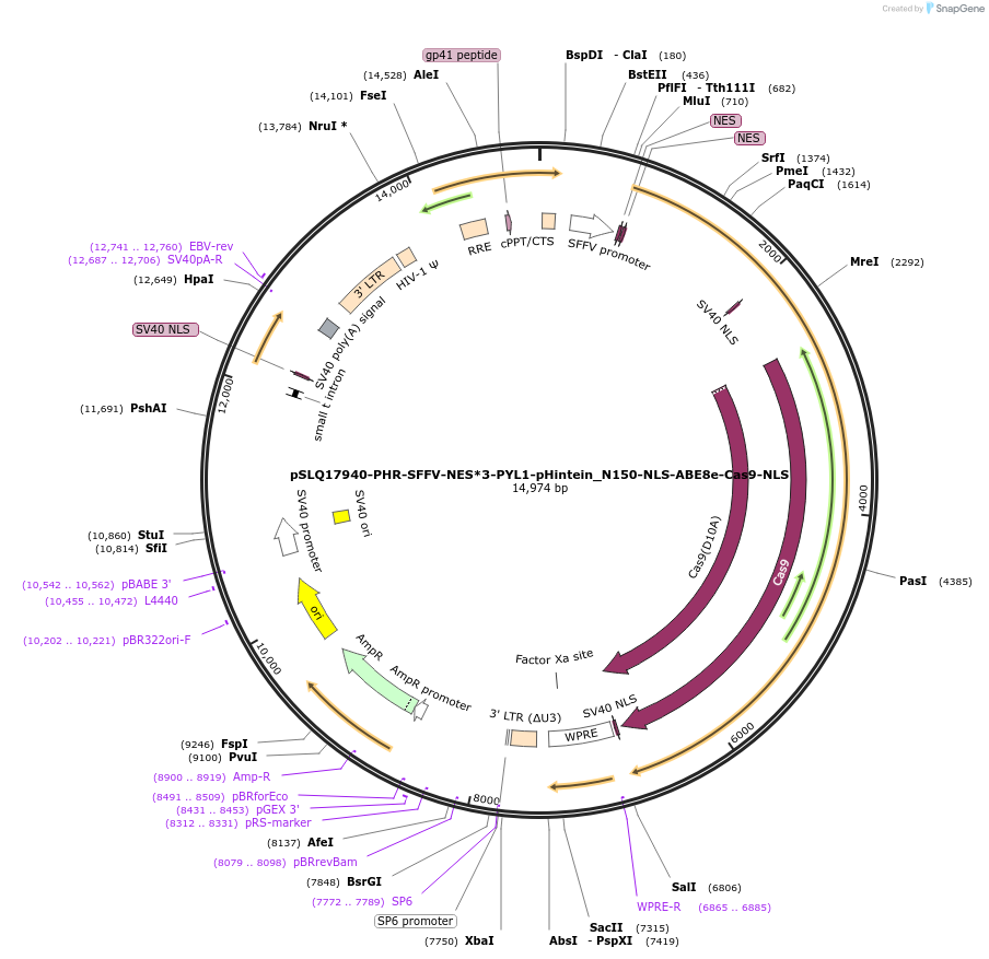 252646-plasmid-map-sequence-id-501829