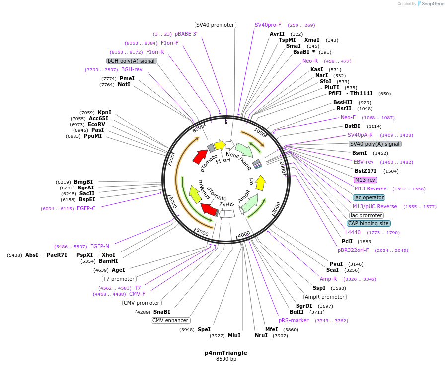 250946-plasmid-map-sequence-id-501832