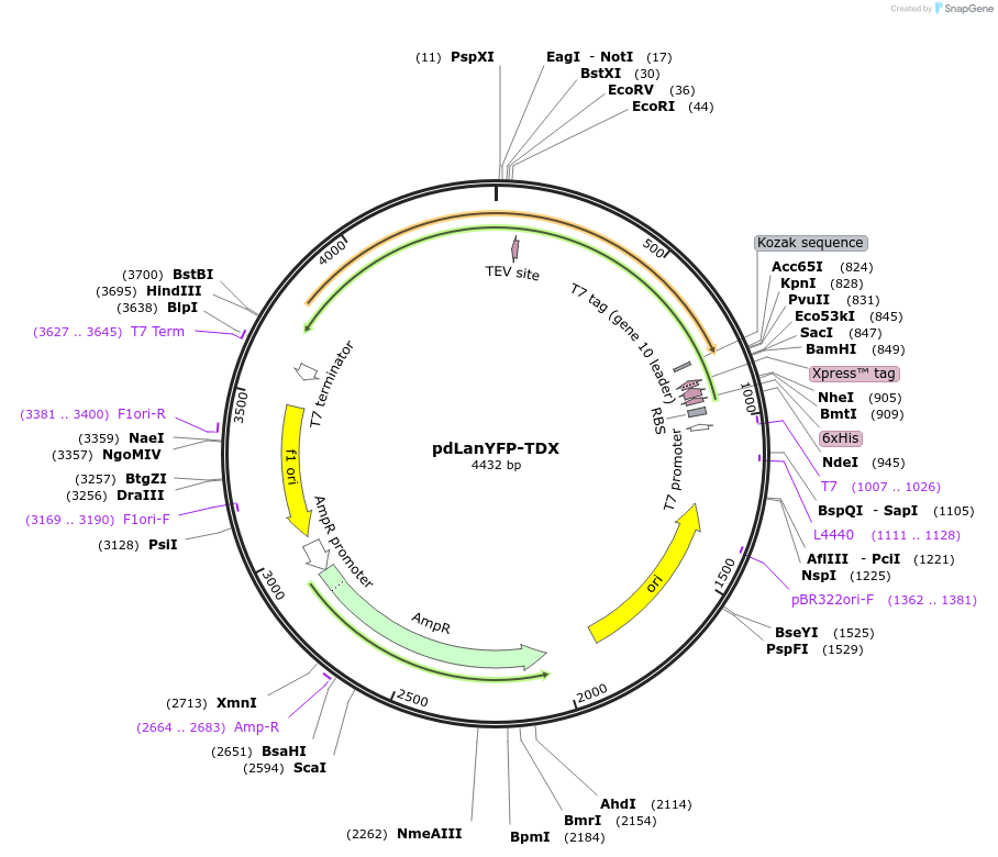 250942-plasmid-map-sequence-id-501838