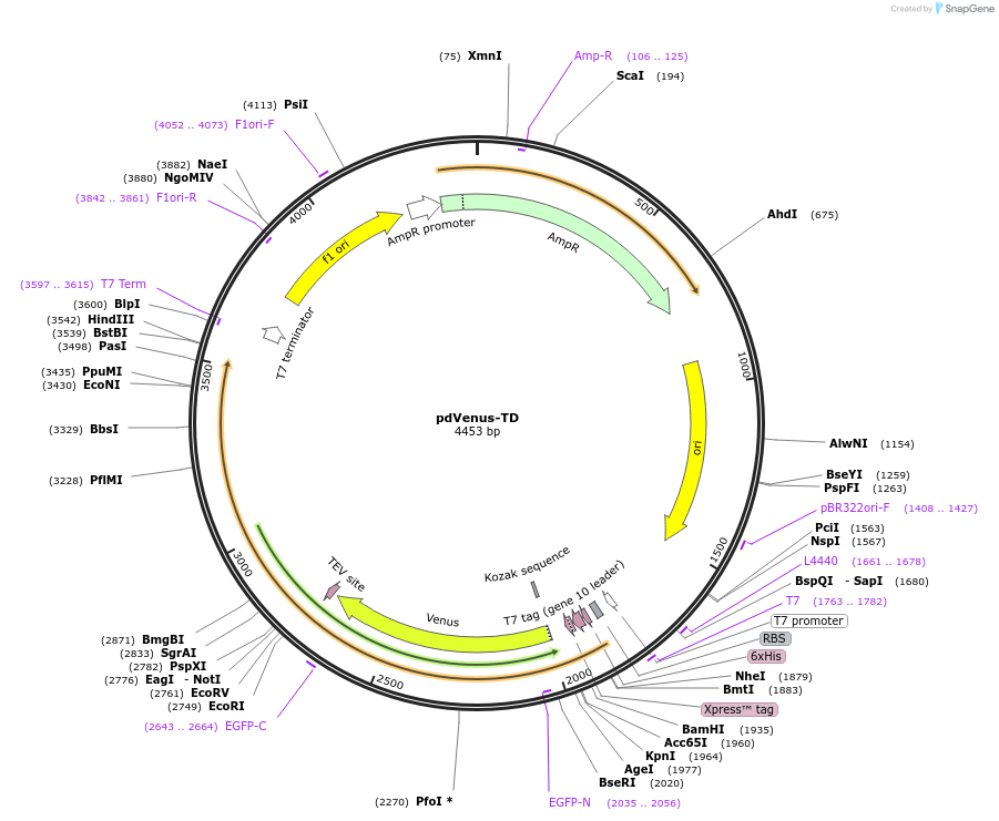 250938-plasmid-map-sequence-id-501839