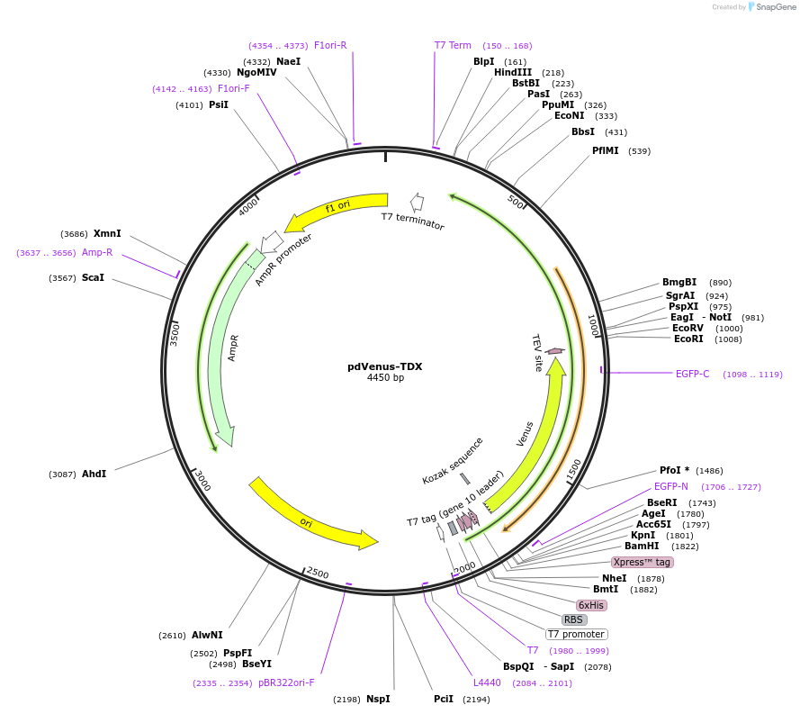 250939-plasmid-map-sequence-id-501840