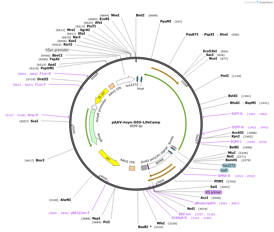 251726-plasmid-map-sequence-id-501847