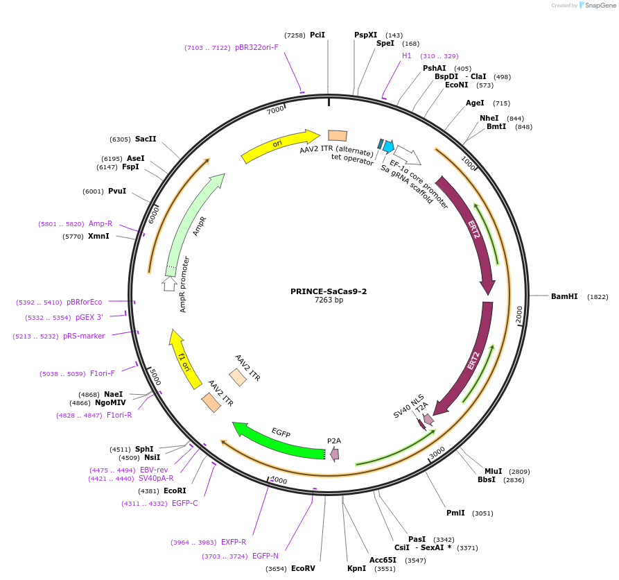 250958-plasmid-map-sequence-id-501850