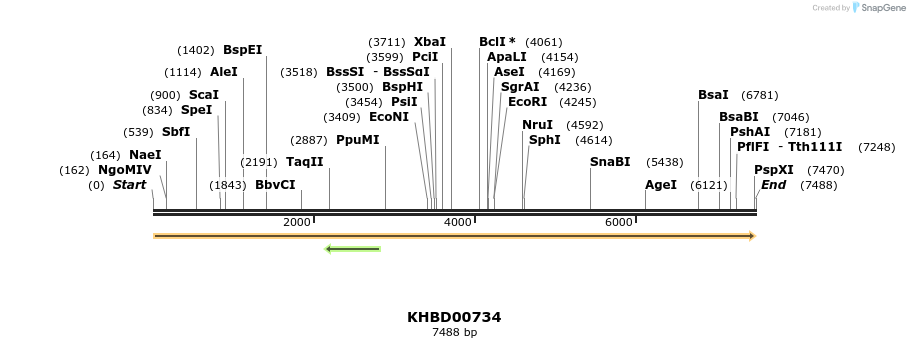 50190_map