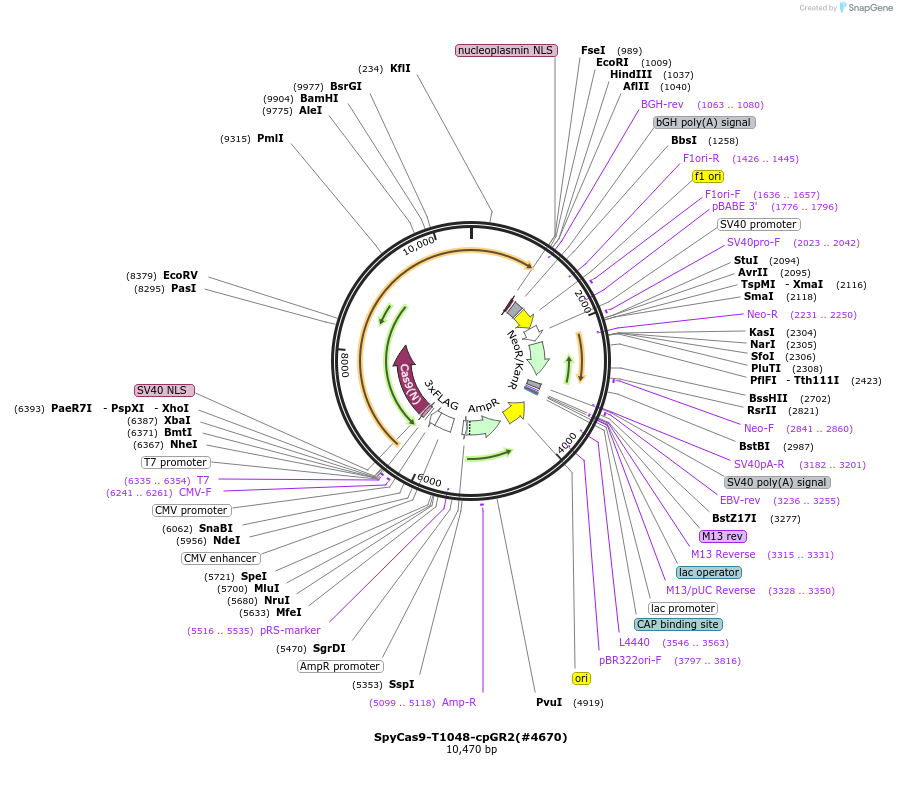 250780-plasmid-map-sequence-id-501928