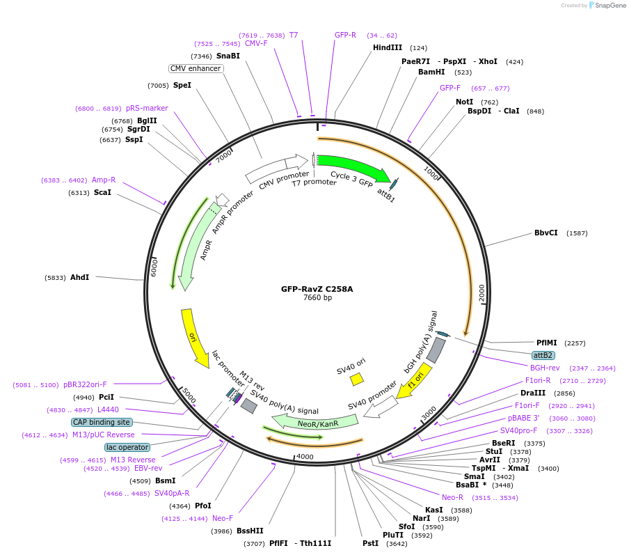 250879-plasmid-map-sequence-id-501940