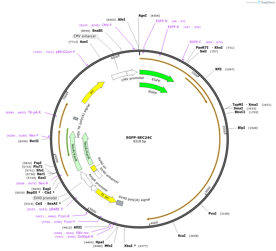250870-plasmid-map-sequence-id-501948