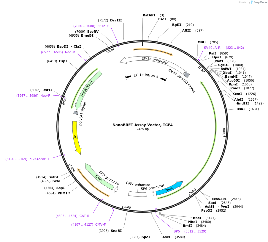 237015-plasmid-map-sequence-id-501951