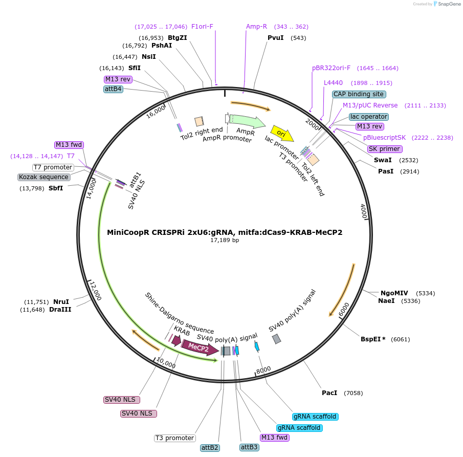 251742-plasmid-map-sequence-id-501971