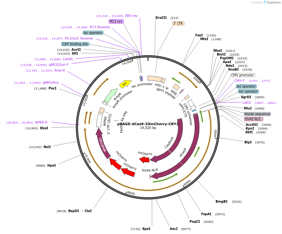 249580-plasmid-map-sequence-id-501980
