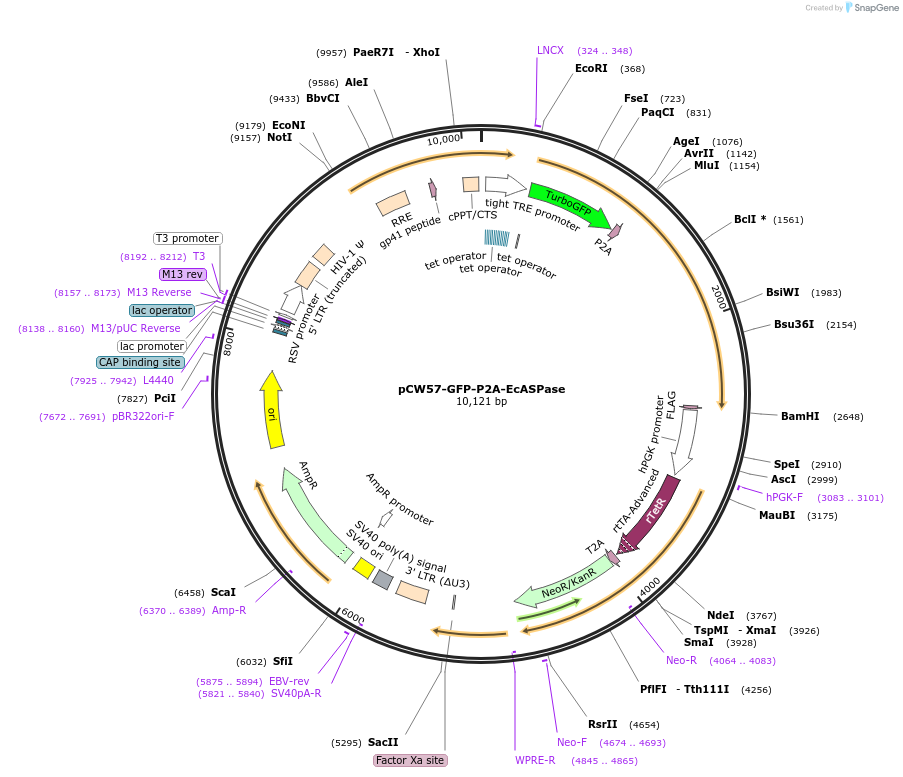 252079-plasmid-map-sequence-id-501997