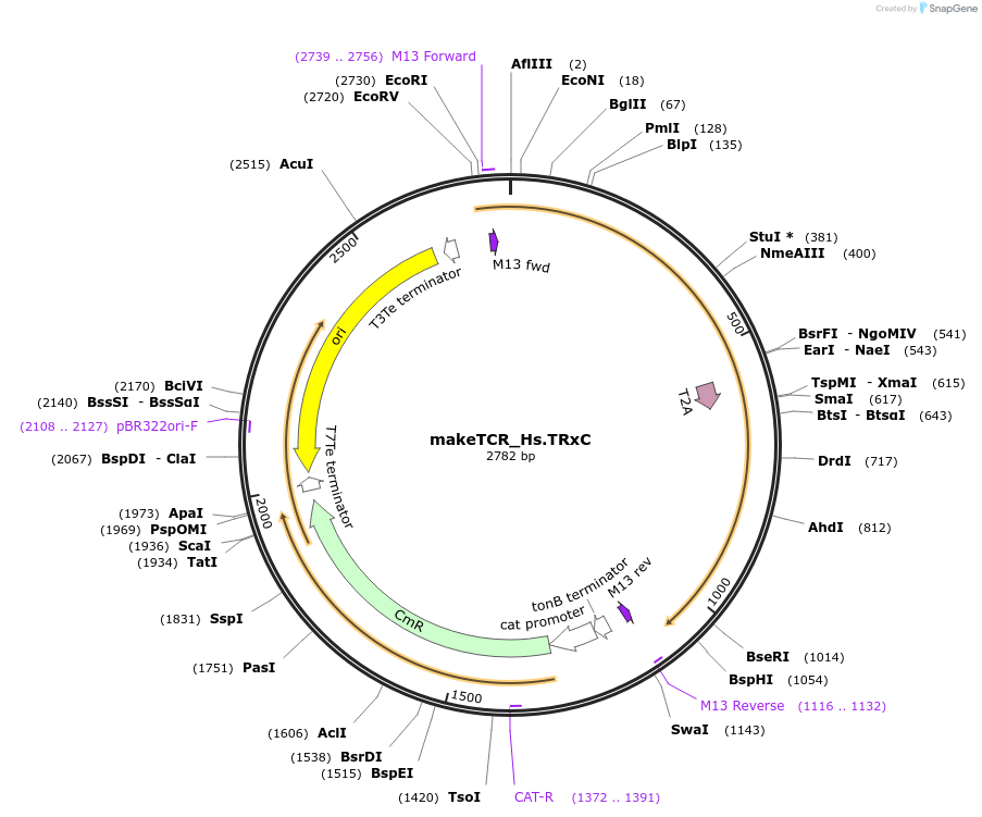 233945-plasmid-map-sequence-id-501999
