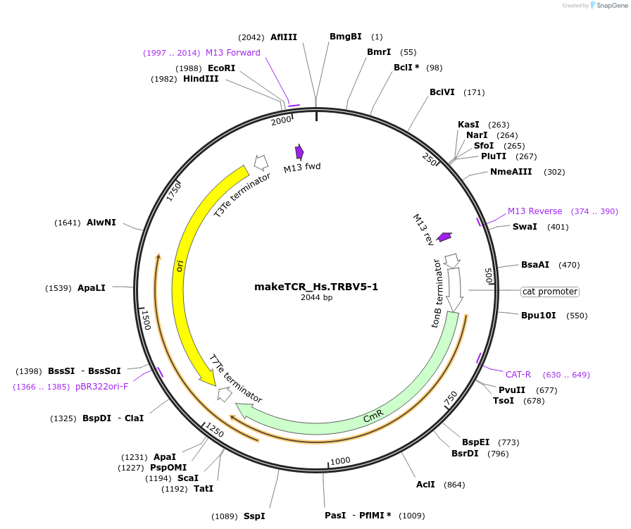 234018-plasmid-map-sequence-id-502003