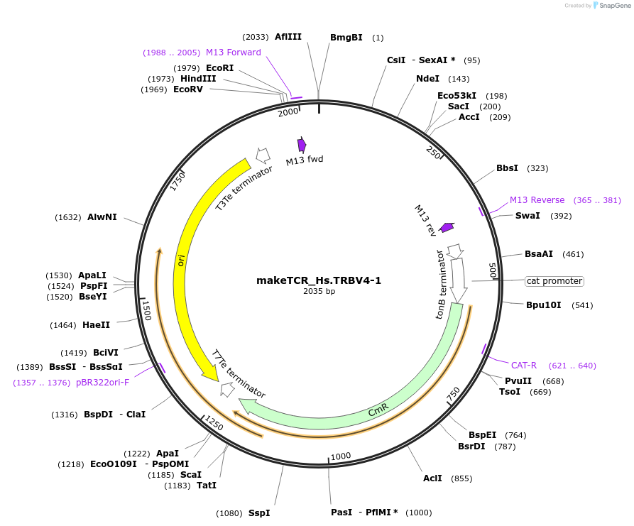 234015-plasmid-map-sequence-id-502004