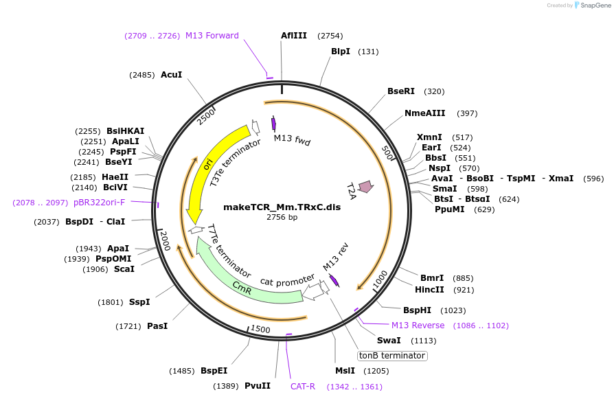 233948-plasmid-map-sequence-id-502005