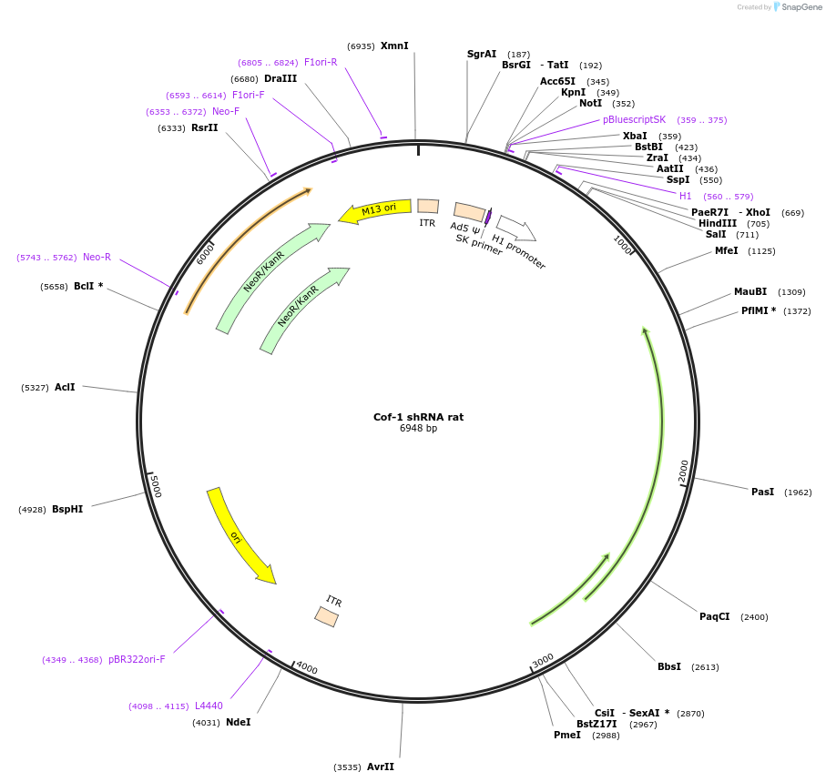 252619-plasmid-map-sequence-id-502011