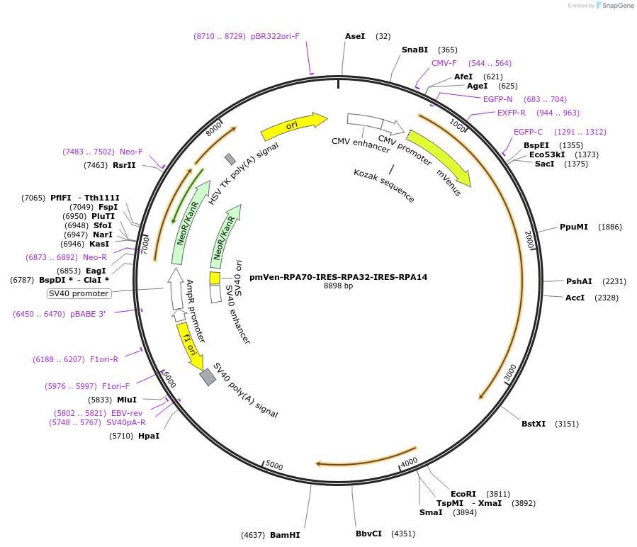 211431-plasmid-map-sequence-id-502042