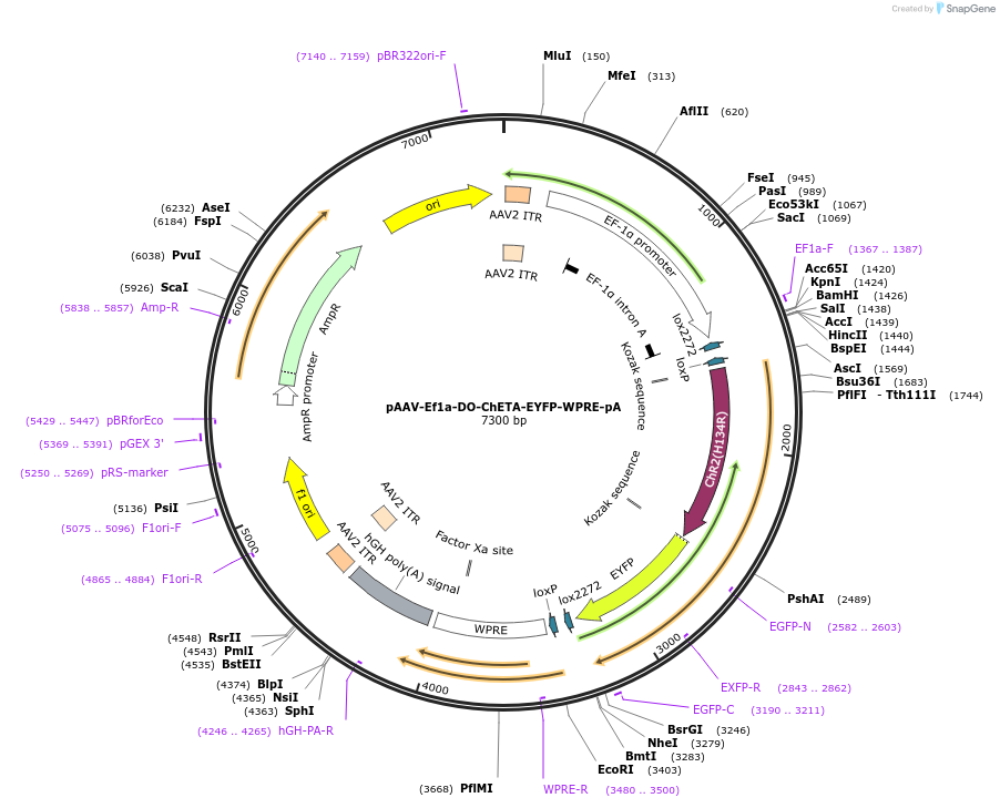 37086-plasmid-map-sequence-id-50206