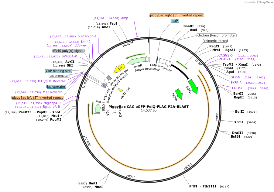 249811-plasmid-map-sequence-id-502076
