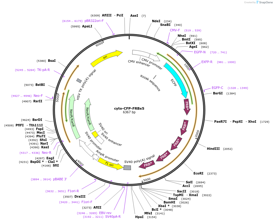 103776-plasmid-map-sequence-id-502080