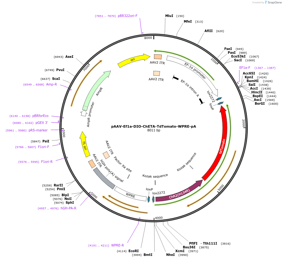 37755-plasmid-map-sequence-id-50213