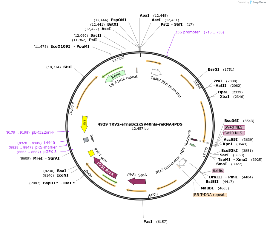 251822-plasmid-map-sequence-id-502157