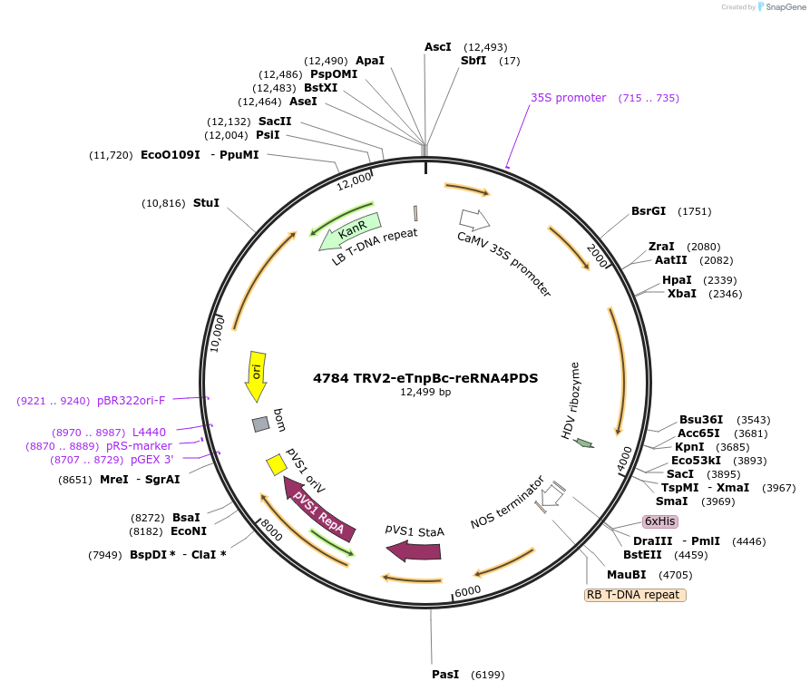 251816-plasmid-map-sequence-id-502159