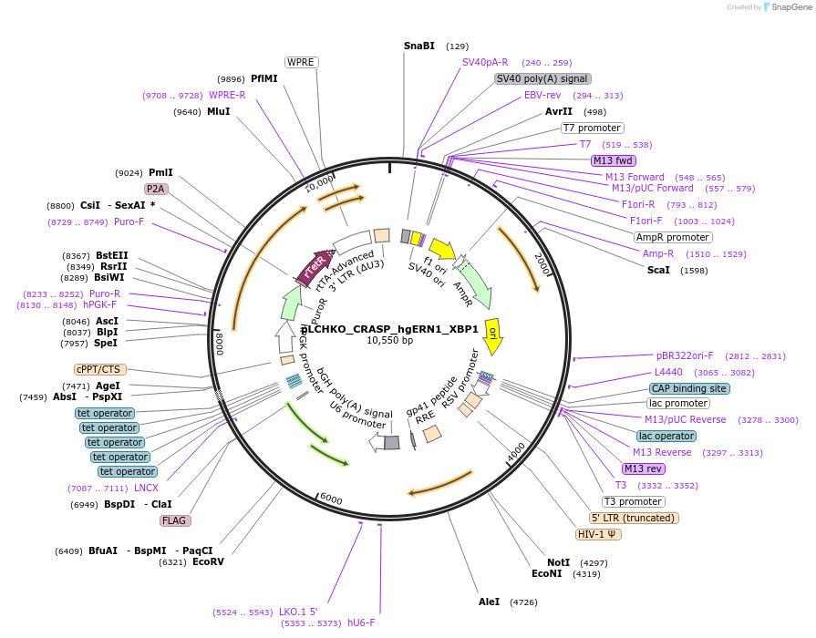 250297-plasmid-map-sequence-id-502164