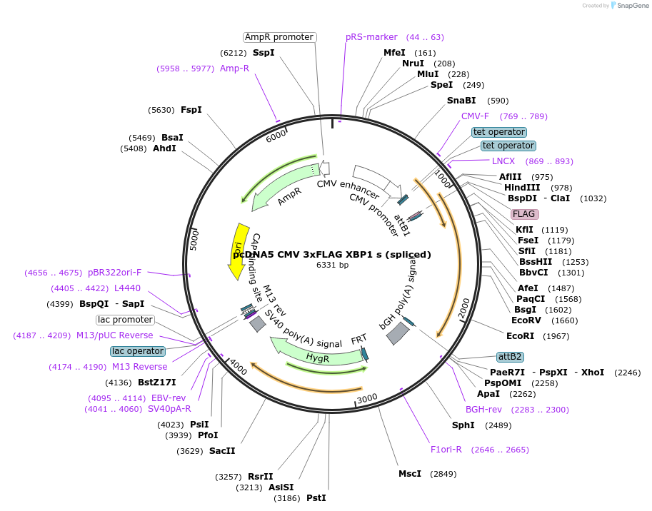 250302-plasmid-map-sequence-id-502172