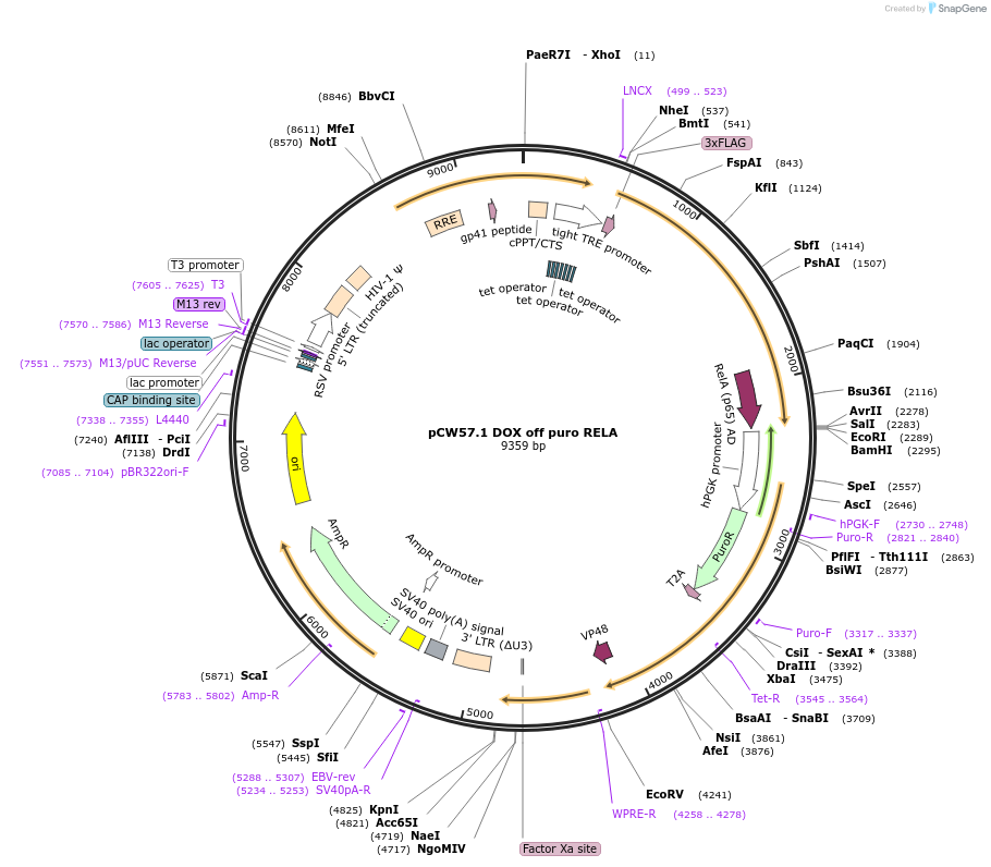 241440-plasmid-map-sequence-id-502179